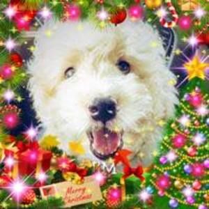 Meet your Posher, Hamilton